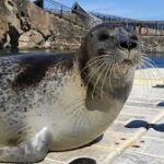 foca